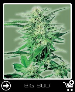 big bud Hanfsamen